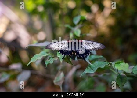 Papilio memnon, allgemein bekannt als der große mormonische Schmetterling, zeigt seine atemberaubenden schillernden Flügel in der Schmetterlingsausstellung im Zoo von Wrocław, captiva Stockfoto