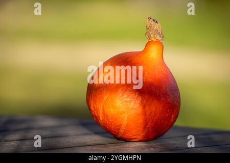 Der Hokkaido-Kürbis (Cucurbita maxima), auch bekannt als Uchiki kuri. Hintergrund zu Lebensmitteln. Frisch geernteter roter kuri-Kürbis oder Hokkaido-Kürbis. Stockfoto