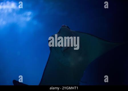 Der riesige ozeanische Mantarochen mit seiner beeindruckenden Flügelspannweite und anmutigen Bewegungen gleitet majestätisch durch das Wasser im Zoo von Wrocław und verzaubert VI Stockfoto