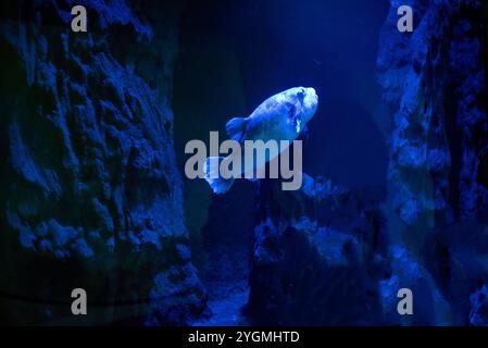 Der Blaufleckenpuffer, bekannt für seine leuchtenden blauen Flecken und seine einzigartige runde Form, gleitet durch das Wasser des Wrocław Zoo und fasziniert die Besucher mit Stockfoto