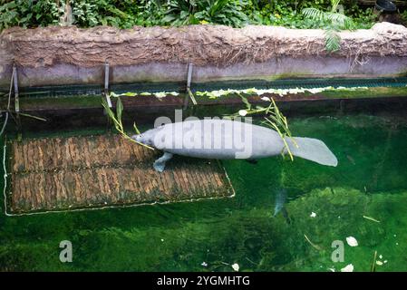 Nordamerikanische Seekühe, ein Antillen-Seekühe (Trichechus manatus manatus) im Zoo von Breslau, Polen, schwimmt anmutig im klaren Wasser und zeigt seine g Stockfoto