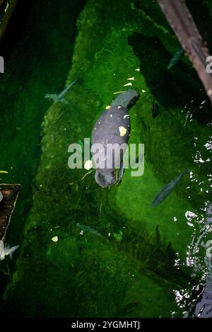 Nordamerikanische Seekühe, ein Antillen-Seekühe (Trichechus manatus manatus) im Zoo von Breslau, Polen, schwimmt anmutig im klaren Wasser und zeigt seine g Stockfoto