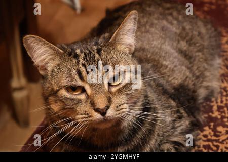 Tabby-Katze, die auf gemusterten Möbeln liegt und zufrieden zuknitzt Stockfoto