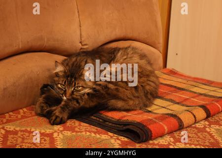 Braune Tabbykatze, die auf einer Decke in der Nähe eines Sofas liegt und einen Moment der Ruhe und Entspannung genießt Stockfoto