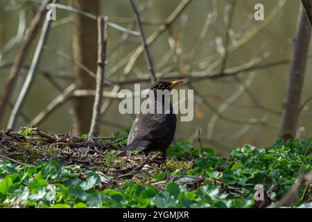 die eurasische Amsel, auch bekannt als turdus merula, sucht im Wald nach Nahrung. Stockfoto