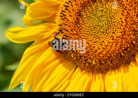 Hummel sitzt auf einer Distelblume, Nahaufnahme. Vorderansicht. Gattung Bombus. Stockfoto