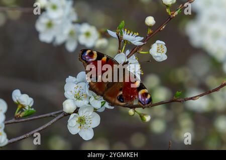 Bunte europäische Pfauenschmetterlinge Aglais io. Stockfoto