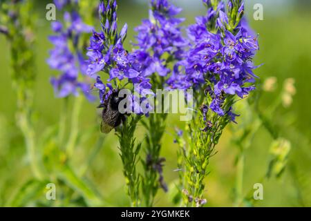 Hummel sitzt auf einer Distelblume, Nahaufnahme. Vorderansicht. Gattung Bombus. Stockfoto