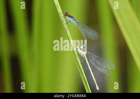 Rotäugige Damselfliegen, die sich vor der Paarung am Rand eines Teichs zusammentun. Essex, England, Großbritannien. Stockfoto