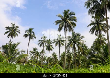 Kokospalmen auf blauem Himmel und weißen Wolken. Сoconut Haine am tropischen Strand Stockfoto
