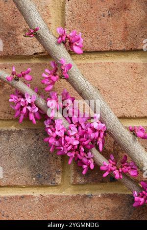 Cercis chinensis Avondale, chinesische Rotknospen Avondale, blühende dunkelviolett-rosa Blüten im Frühjahr Stockfoto