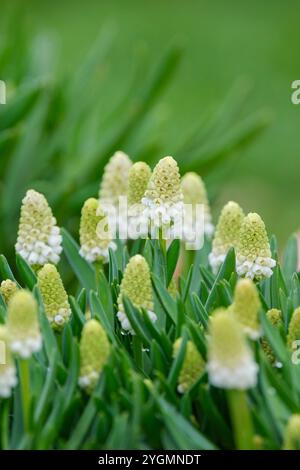 Muscari aucheri White Magic, Traubenhyazinthe White Magic, dichte Köpfe urnenförmige weiße Blüten im Frühjahr Stockfoto