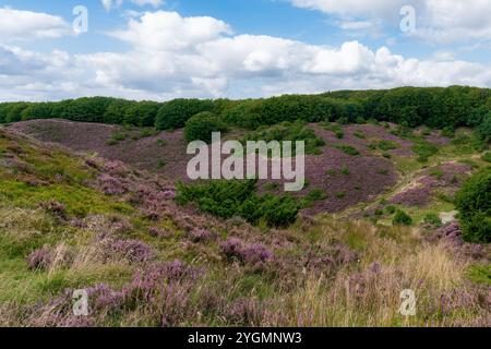 Blühende Heidepflanzen in Rebild Bakker in Dänemark im august 2024 Stockfoto