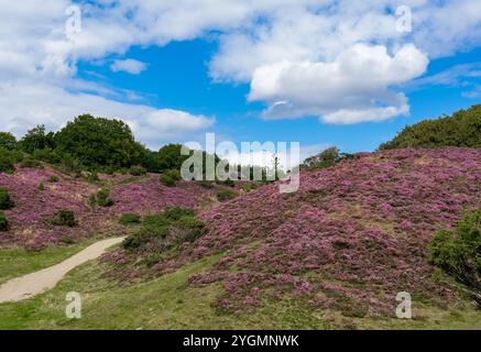 Blühende Heidepflanzen in Rebild Bakker in Dänemark im august 2024 Stockfoto