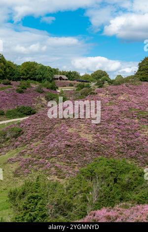 Blühende Heidepflanzen in Rebild Bakker in Dänemark im august 2024 Stockfoto