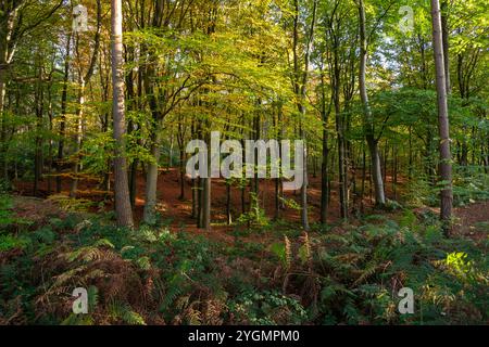 Buchenwald im Herbst im Etherow Country Park in der Nähe von Stockport, England. Stockfoto