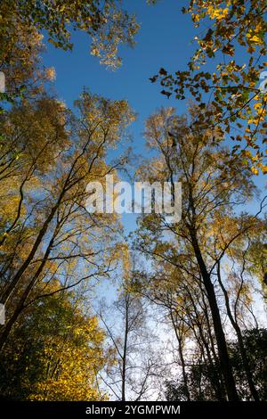 Englischer Wald im Herbst mit goldgelben Blättern auf silberner Birke vor einem klaren blauen Himmel. Etherow Country Park, Stockport, England. Stockfoto