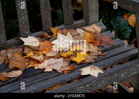 Tulip Tree Blätter fallen im Herbst auf eine Bank, Großbritannien Stockfoto