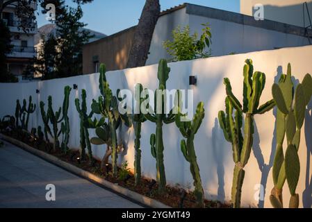 Riesige Kakteen in Hersonissos, Kreta, Griechenland, verleihen der mediterranen Landschaft unter dem hellblauen Himmel eine einzigartige Wüstenatmosphäre. Stockfoto
