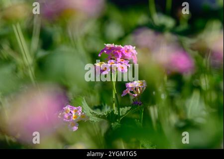 Eine Gruppe atemberaubender violetter Blumen hebt sich vor einem üppig grünen Hintergrund hervor, der sanft vom sanften Sonnenlicht eines Frühlingstages beleuchtet wird. Die Natur Stockfoto