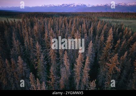 Luftaufnahme von Fichtenbäumen, die vom Fichtenkäfer getötet wurden, Kenai Peninsula, Alaska Stockfoto