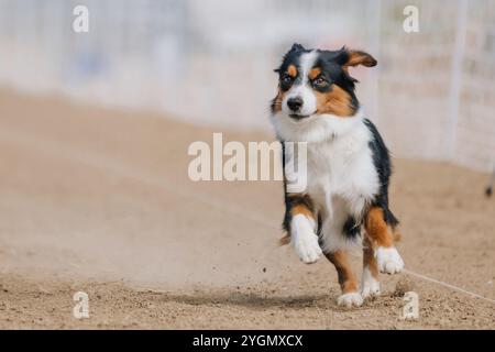 Mini American Shepherd Running Lure Course Sprint Dog Sport Stockfoto