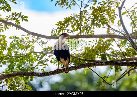 Haubenkarakara (Caracara plancus), Raubvogel auf Baumstamm, Puntarenas Costa Rica Tierwelt Stockfoto