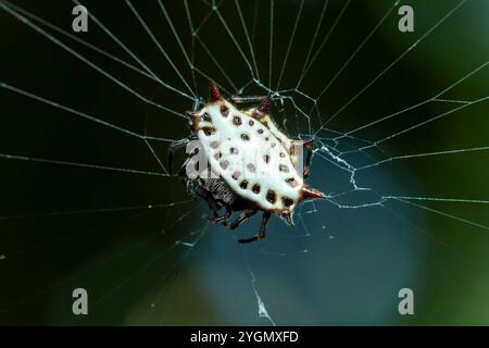 Gasteracantha cancriformis (Spinyback Orbweaver), Art der Orbweberspinne (Familie Araneidae). Curu Wildlife Reserve, Costa Rica Wildlife Reserve. Stockfoto