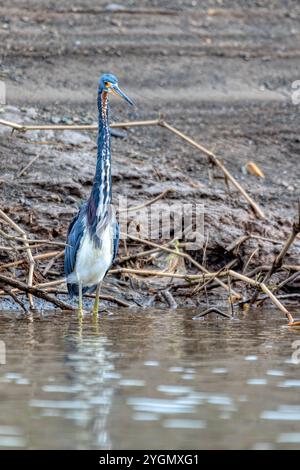 Dreifarbige Reiher (Egretta tricolor), bekannt als Louisiana-Reiher, kleine Reiher, die in Küstenregionen Amerikas beheimatet sind. Rio Tarcoles, Costa Stockfoto