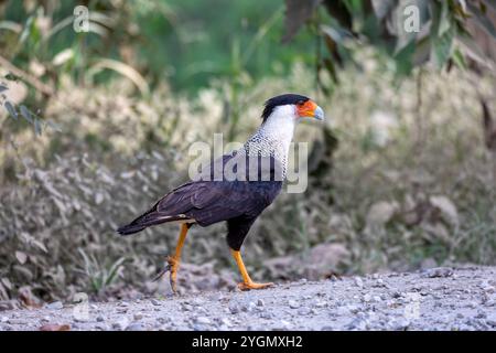 Haubencaracara (Caracara plancus), Raubvogel, der auf dem Boden spaziert, Puntarenas Costa Rica Tierwelt Stockfoto