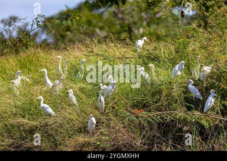 Rinderreiher (Gattung Bubulcus), kosmopolitische Reiherklade (Familie Ardeidae) der Gattung Ardea, die in Tropen, Subtropen und warm-gemäßigten Zonen vorkommt. Rio Stockfoto