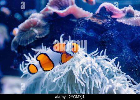 Palma de Mallorca Aquarium, Nahansicht eines Clownfisches, der in der Nähe eines pulsierenden Korallenriffs schwimmt Stockfoto