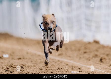 Xoloitzcuintli Mexikanischer Hairless-Laufköder-Kurs Sprint Dog Sport Stockfoto