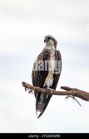 Greifvogel Osprey (Pandion haliaetus), hoch oben auf einem Baum über dem Fluss Tarcoles. Tierwelt und Vogelbeobachtung in Costa Rica. Stockfoto
