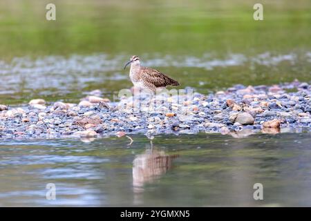 Eurasischer oder gemeiner Wimbrel, Numenius phaeopus. River Tarcoles, Tierwelt und Vogelbeobachtung in Costa Rica. Stockfoto