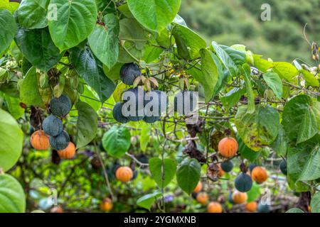 Passiflora ligularis, auch bekannt als süße granadilla oder Grenadia, ist eine Pflanzenart der Gattung Passiflora. El Guarco, Cartago Costa Rica Stockfoto