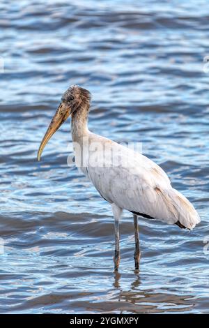 Holzstorch (Mycteria americana), großer amerikanischer Watvogel aus der Familie Ciconiidae. Pazifikküste von Tarcoles in Carara, Tierwelt und Vogelbeobachtung Stockfoto