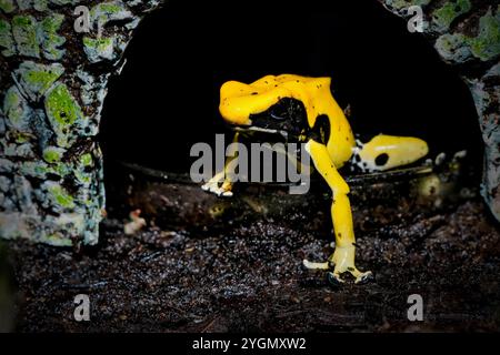 Giftfrosch oder Dartfrosch mit leuchtenden Farben Stockfoto