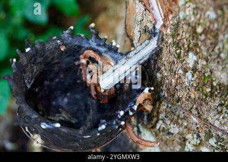 Eine rostige Schüssel hält das Latex, das aus dem Gummibaum fließt Stockfoto