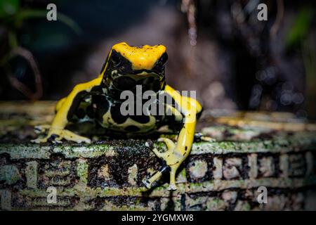 Giftfrosch oder Dartfrosch mit leuchtenden Farben Stockfoto