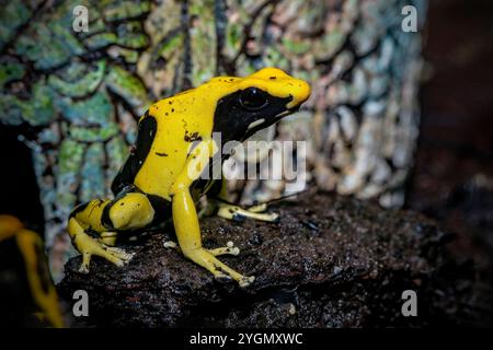 Giftfrosch oder Dartfrosch mit leuchtenden Farben Stockfoto