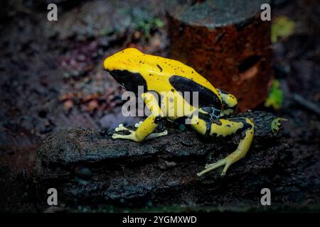 Giftfrosch oder Dartfrosch mit leuchtenden Farben Stockfoto