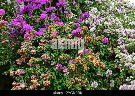 Blühende Bougainvillea (Bougainvillea glabra) in Ribeirao Preto, Sao Paulo, Brasilien Stockfoto