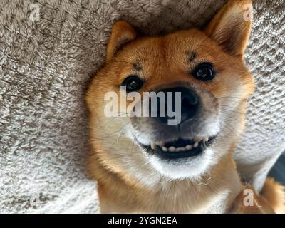 Nachdenklicher Shiba Inu mit einem traurigen Ausdruck, Kopf unter einer Decke. Die Stimmung ist nachdenklich und besinnlich. Hochwertige Fotos. Nahaufnahme. Kopierbereich Stockfoto