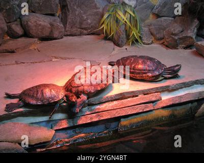 Jalta, Krim, Ukraine - 13. Juli 2011: Rotohr-Gleitschildkröte Stockfoto