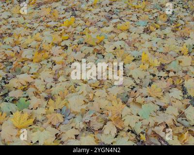 Textur von gelbem Herbstlaub auf flacher Oberfläche Vollrahmen, trockene Ahornblätter auf dem Boden als natürlicher texturierter Hintergrund Stockfoto