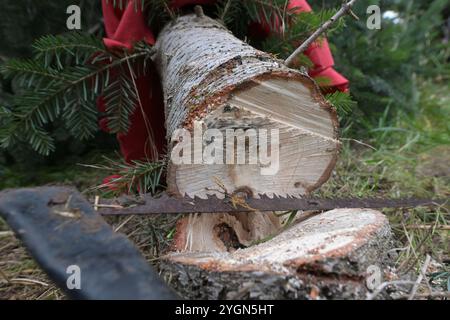 08. November 2024, Brandenburg, Werder (Havel): Eine gefällte Tanne liegt auf dem Boden. Die diesjährige Weihnachtsbaumsaison im Land Brandenburg begann mit dem Fällen der ersten Tannen. Foto: Michael Bahlo/dpa Stockfoto