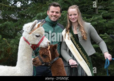 08. November 2024, Brandenburg, Werder (Havel): Christian Mai, Juniormanager des Tannenhof, und die deutsche Weihnachtsbaumkönigin Sarah Neßhöver stehen vor Weihnachtsbäumen mit zwei Rentieralpakas. Sie eröffneten die diesjährige Weihnachtsbaumsaison im Land Brandenburg. Foto: Michael Bahlo/dpa Stockfoto