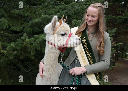 08. November 2024, Brandenburg, Werder (Havel): Die deutsche Christbaumkönigin Sarah Neßhöver steht vor Weihnachtsbäumen mit einem als Rentier gekleideten Alpaka. Die diesjährige Weihnachtsbaumsaison wurde in Brandenburg mit dem Fällen der ersten Tannen eröffnet. Foto: Michael Bahlo/dpa Stockfoto