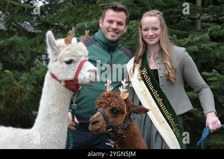 08. November 2024, Brandenburg, Werder (Havel): Christian Mai, Juniormanager des Tannenhof, und die deutsche Weihnachtsbaumkönigin Sarah Neßhöver stehen vor Weihnachtsbäumen mit zwei Rentieralpakas. Sie eröffneten die diesjährige Weihnachtsbaumsaison im Land Brandenburg. Foto: Michael Bahlo/dpa Stockfoto